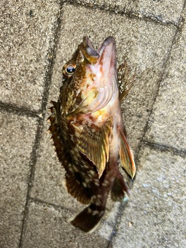 シーサイドコスモ釣り解放区