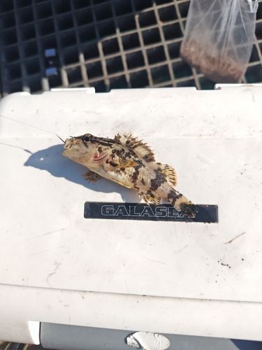 タケノコメバルの釣果