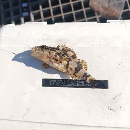 タケノコメバル