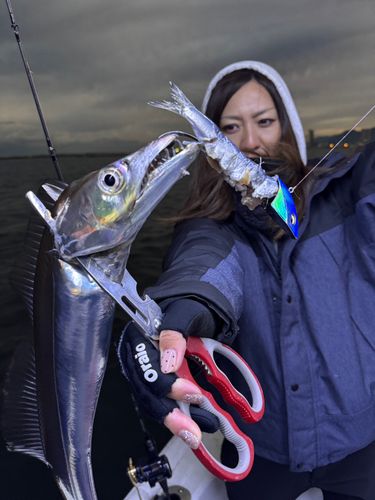 タチウオの釣果
