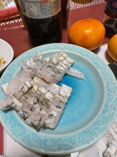 タチウオの釣果