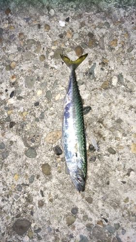 サバの釣果