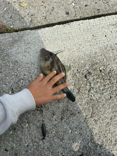 ウマヅラハギの釣果