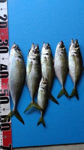アジの釣果