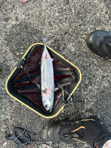 マルソウダの釣果