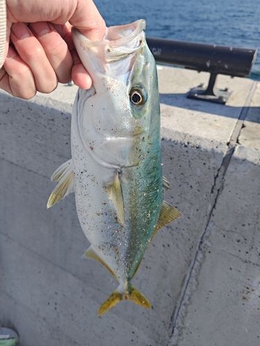 金沢水際線緑地（福浦岸壁）