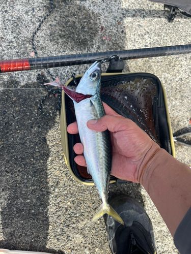 サバの釣果