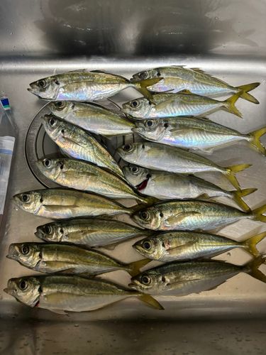 アジの釣果