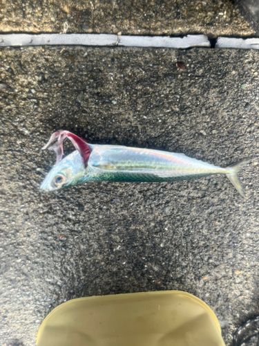 サバの釣果