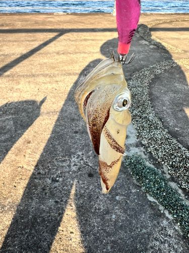 ヒイカの釣果