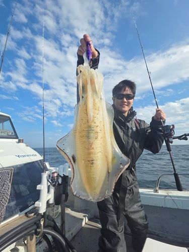 アオリイカの釣果