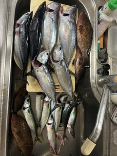 ヒラソウダの釣果