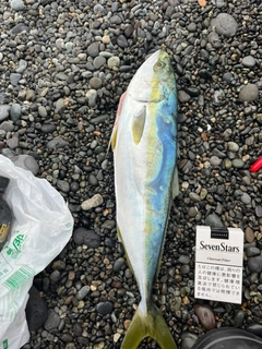 ハマチの釣果