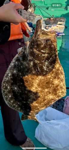 ヒラメの釣果