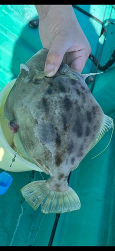 カワハギの釣果