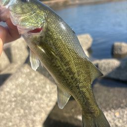 ラージマウスバス