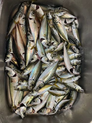 カニの釣果