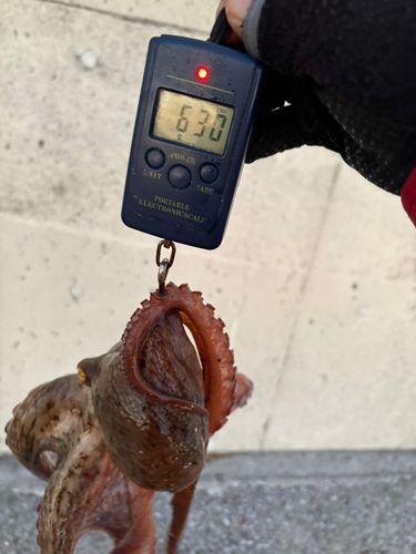 タコの釣果