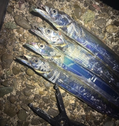 タチウオの釣果