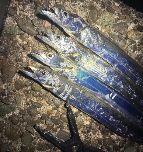 タチウオの釣果