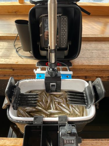 ワカサギの釣果