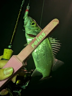 セイゴ（ヒラスズキ）の釣果