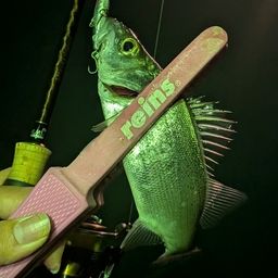 セイゴ（ヒラスズキ）