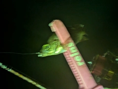 アカメバルの釣果