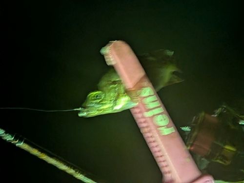 アカメバルの釣果