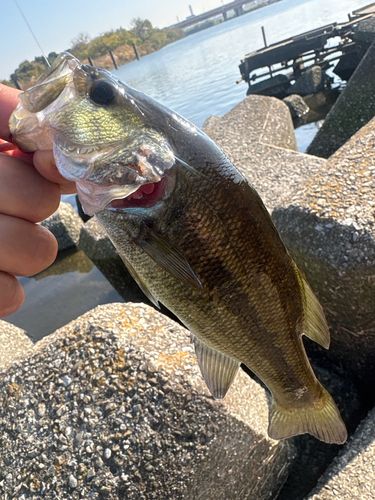 ラージマウスバスの釣果