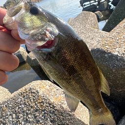 ラージマウスバス