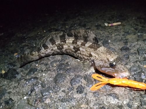 アイナメの釣果