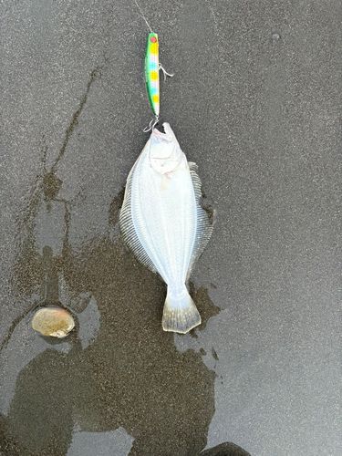 ソゲの釣果