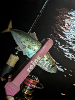 マアジの釣果