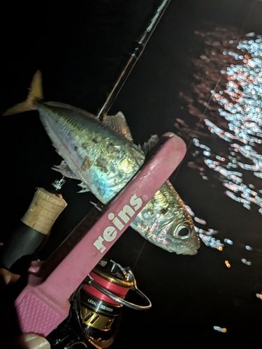 マアジの釣果