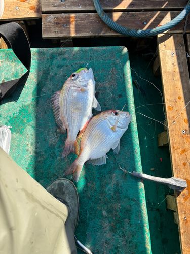 キダイの釣果