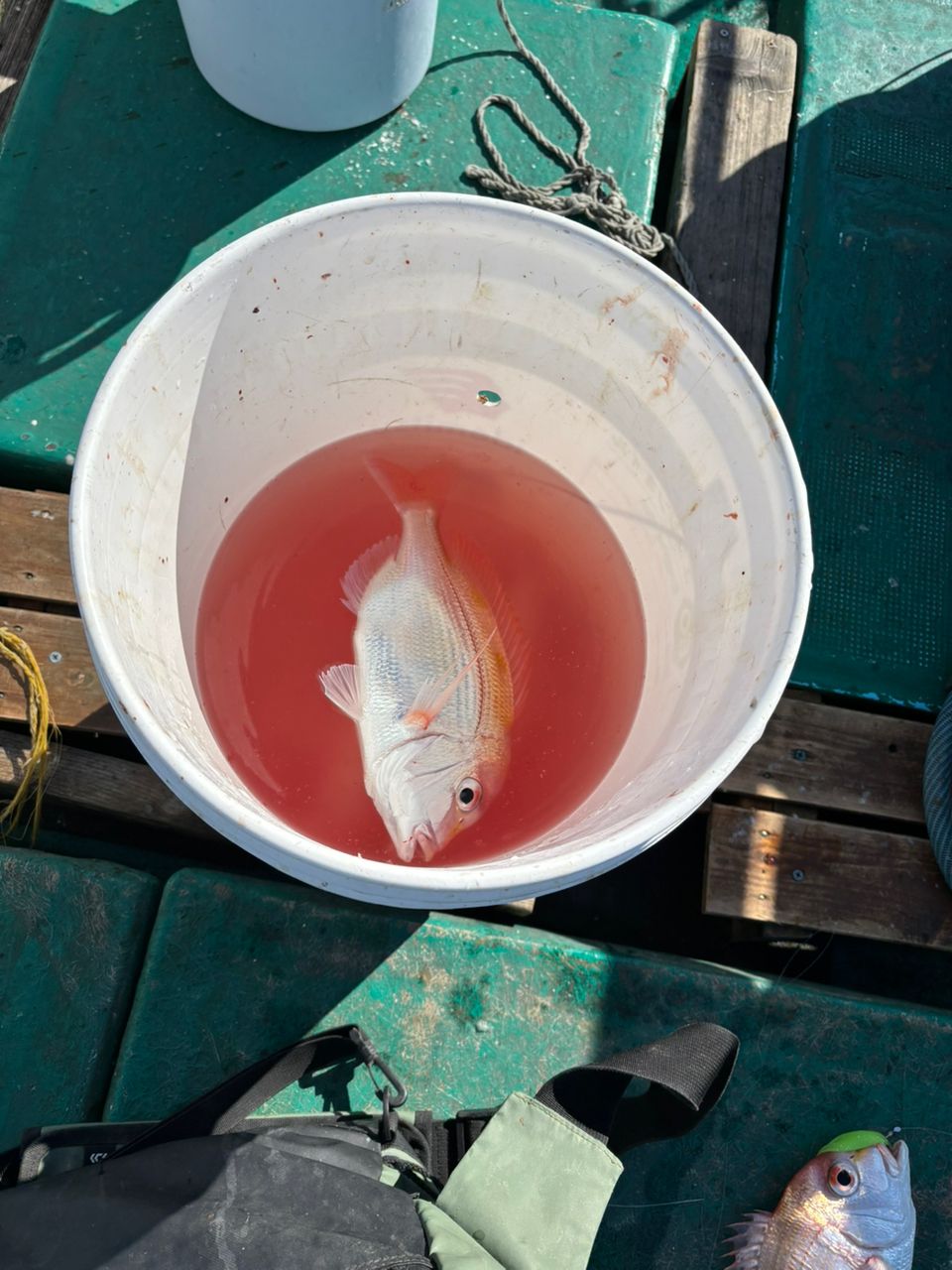 detakaさんの釣果 2枚目の画像