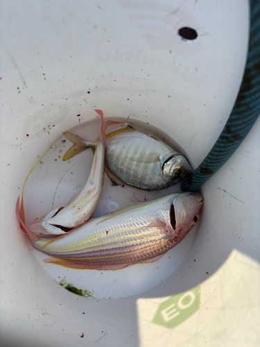 イトヨリダイの釣果