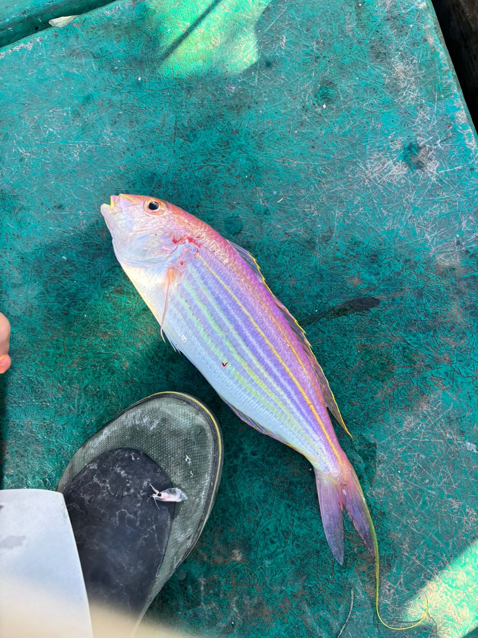 detakaさんの釣果 2枚目の画像