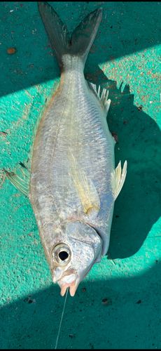 クロサギの釣果