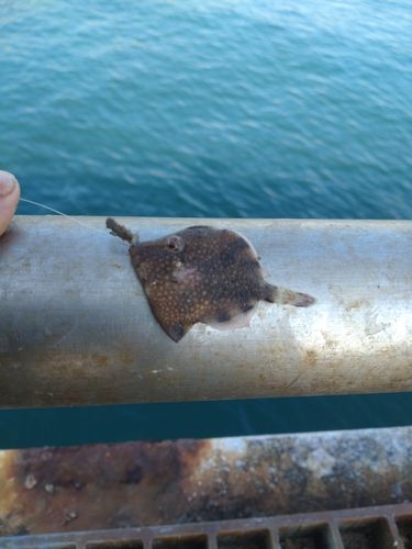 アミメハギの釣果