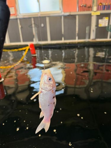 キンギョの釣果