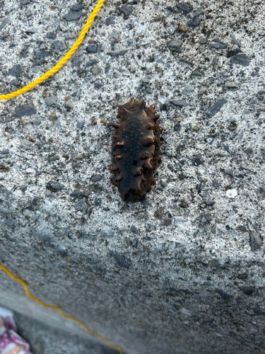 石巻漁港赤灯防波堤