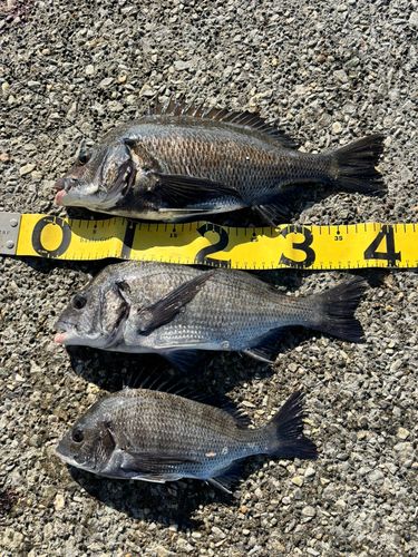 クロダイの釣果