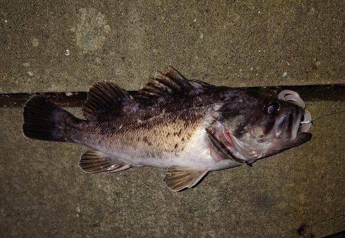 クロソイの釣果