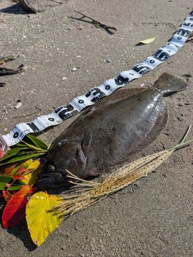 ヒラメの釣果