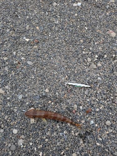 内浦湾（沼津）