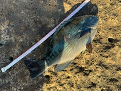 クチブトグレの釣果