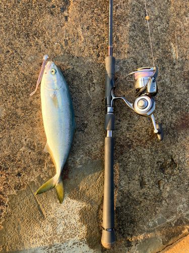 ワカシの釣果