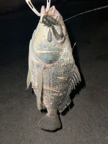 ホシミゾイサキの釣果